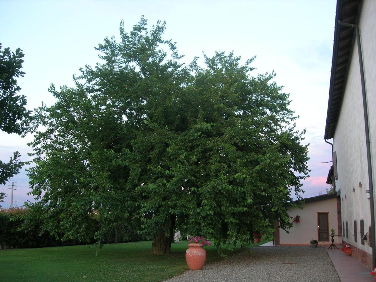 Agriturismo Campass Castelvetro Piacentino Dış mekan fotoğraf